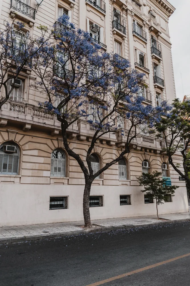 Blossoming tree in front of a classic apartment block